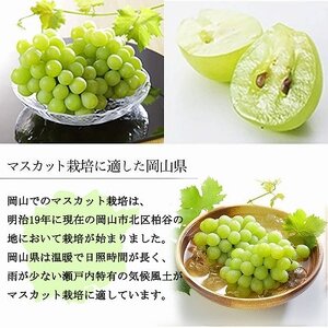 【2025年6月発送】岡山県産　マスカット・オブ・アレキサンドリア　600g×1房【配送不可地域：離島・北海道・沖縄県】【1362223】