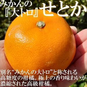 せとか ＜別名-みかんの大トロ＞ 和歌山県有田川町産 オレンジ 家庭用 8kg