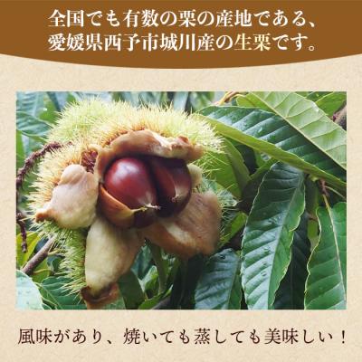 ふるさと納税 西予市 西予市城川産　大きな生栗　サイズ3　1kg(化粧箱入) |  | 01