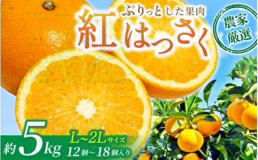 【先行予約】【数量わずか】あふれる果汁！ 希少な紅はっさく 秀品 5kg L～２L  2027年2月初旬〜2027年3月中旬頃に順次発送予定（お届け日指定不可）/ ハッサク 八朔 紅八朔 紅はっさく フルーツ 柑橘 蜜柑 果物 くだもの【kgr006A】