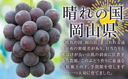 【2026年先行予約】ぶどう ニューピオーネ ご家庭用 1kg 以上 2房《2026年8月上旬-9月中旬頃出荷》株式会社fruceed ぶどう 送料無料 岡山県 浅口市 ぶどう フルーツ 果物 くだも