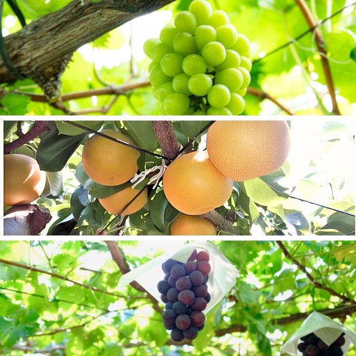 【南信州高森産】旬の ぶどう・梨セット 約2kg 長野県 信州 果物 くだもの フルーツ シャインマスカット ピオーネ 南水