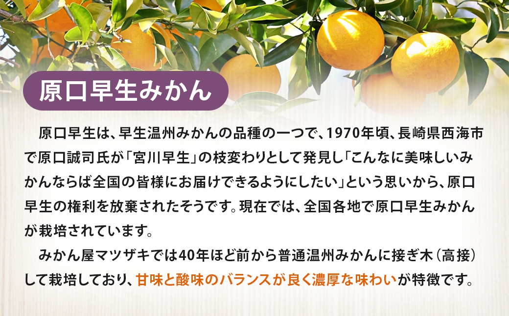 樹上完熟長崎みかん原口早生約5kg