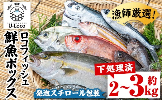 A78005 漁師厳選！ロコフィッシュ(地魚) 下処理済 鮮魚 ボックス(約2～3kg)【発泡スチロール包装】 地魚 魚 お魚 冷蔵 生もの 加工品 未利用魚 低利用魚 焼き魚 焼魚 刺し身 刺身 煮魚 届くまでのお楽しみ 鮮魚セット 鮮魚ボックス 鮮魚BOX 【昌徳丸】
