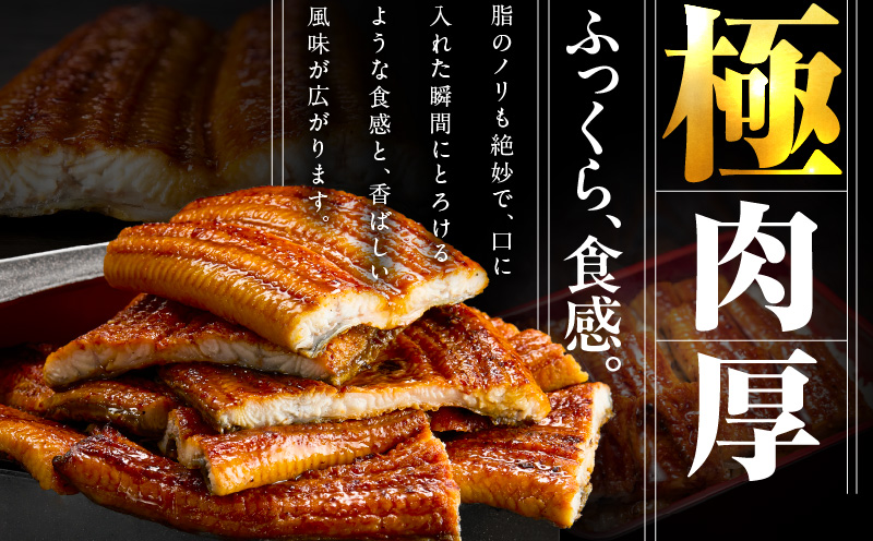 うなぎ 蒲焼き 暴れ盛り 合計 900g【鰻 真空パック 簡単調理 訳あり サイズ不揃い 人気 惣菜 うな重 うな丼 ひつまぶし にも】 020C395