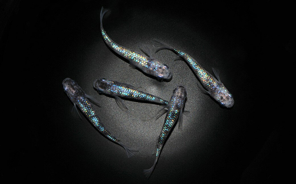 【ふるさと納税】0010-092～0050-007　メダカ「白斑サファイア」（1～3ペア）