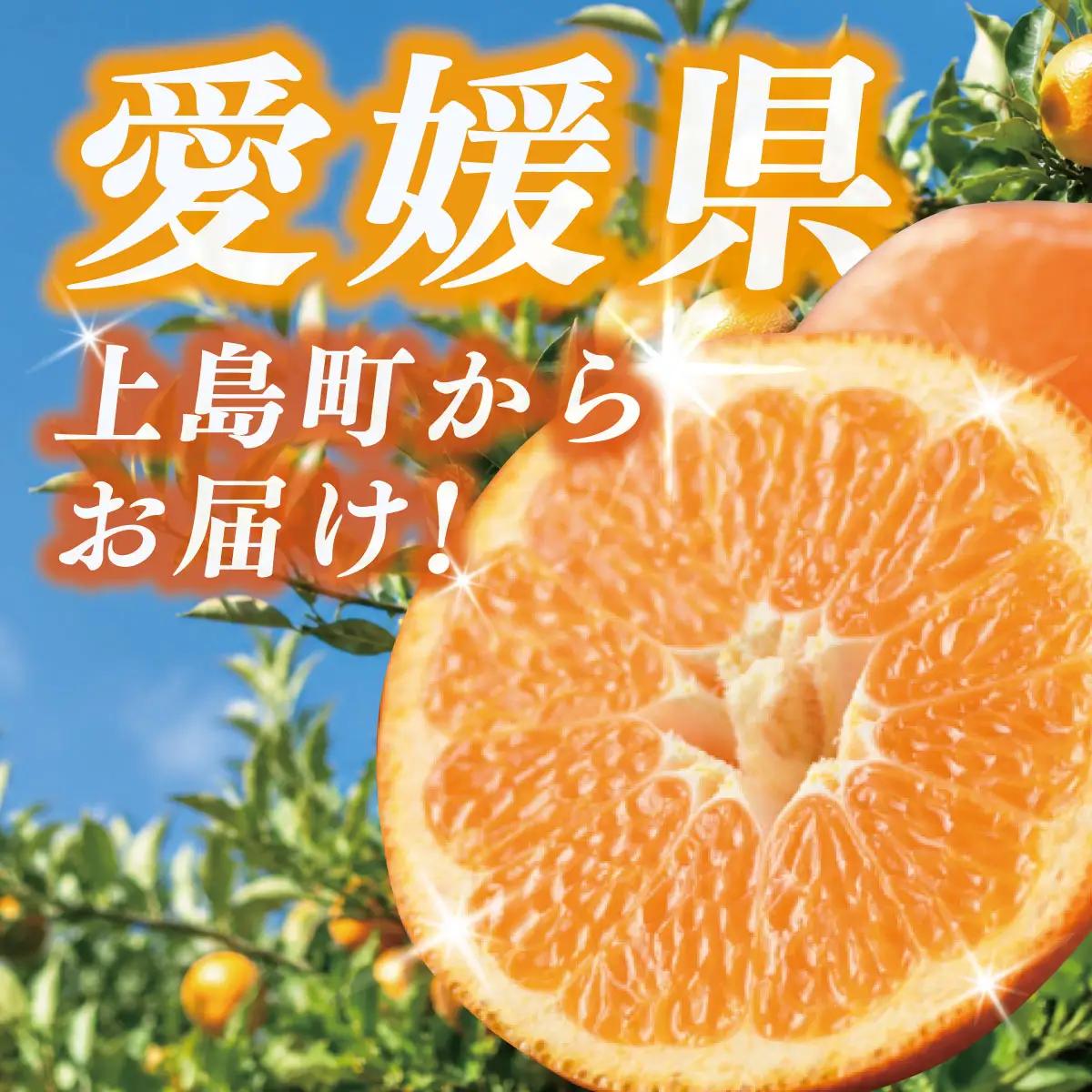 【先行受付】愛媛県産 伊予柑 10kg 2L～L みかん いよかん