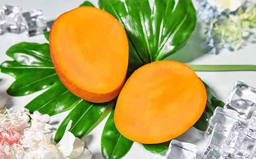 先行予約【マンゴー専門 杉田農園】西都市産 完熟マンゴー 2玉  900g～1kg 化粧箱入 生産者直送  宮崎マンゴー 2026年発送＜1.8-24＞果物 フルーツ 甘い 5月中旬～8月中旬の順次発