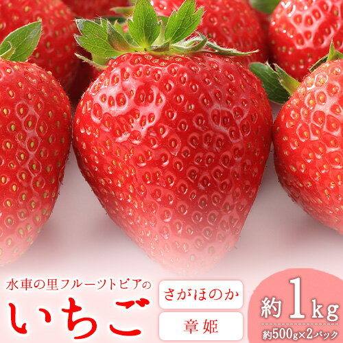 【ふるさと納税】 やかげの いちご ギフト セット(さがほのか・章姫) 約1kg(約500g×2P)《1月中旬-2月末頃出荷》水車の里フルーツトピア岡山県矢掛町産 苺 果物 フルーツ