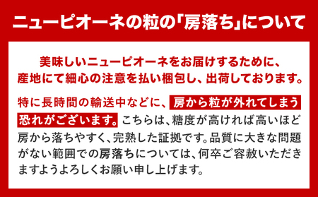 訳あり ニューピオーネ 約600g《9月中旬-11月上旬頃出荷(土日祝除く)》｜ピオーネピオーネピオーネ