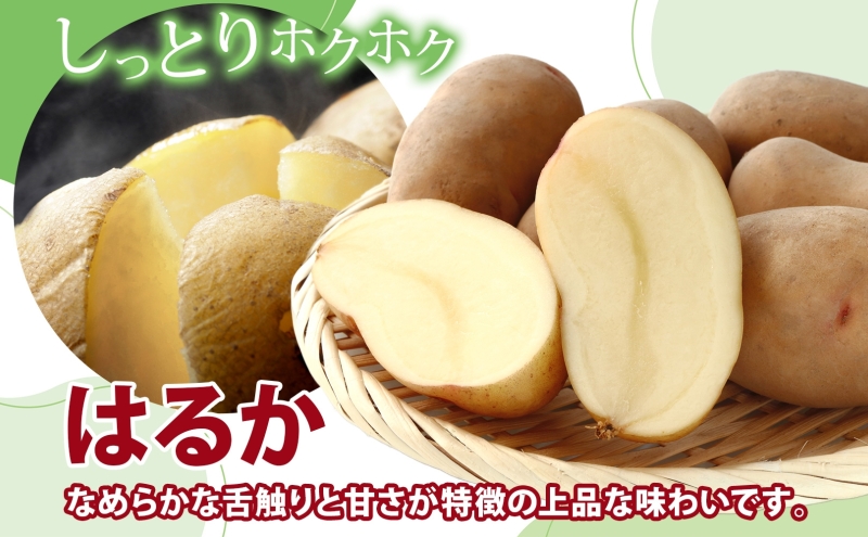 北海道産 じゃがいも はるか 10kg M～2L混合 訳あり 2024年12月中旬～2025年3月末お届け 野菜 ジャガイモ 馬鈴薯 芋 いも 旬 北海道 洞爺湖町 肉じゃが カレー コロッケ 野菜 