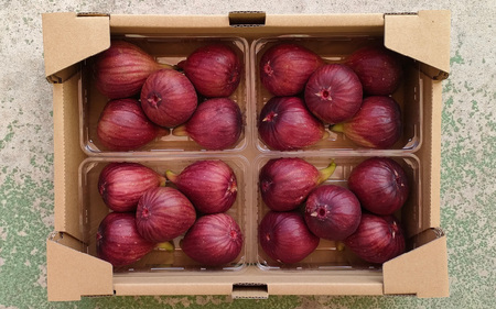 【数量限定】 淡路島産 無花果4パック(約1.6kg) いちじく / いちじく イチジク