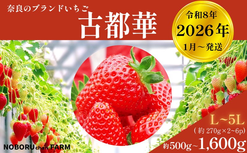 
                  いちご ことか 500g~1.6kg以上 1パック270g 古都華 先行予約 数量限定 冷蔵 いちご イチゴ 苺 フルーツ 果物 スイーツ 小分け ブランドいちご 甘い おすすめ 贈答 プレゼント ギフト 奈良県 奈良市 のぼるちゃんファーム
                