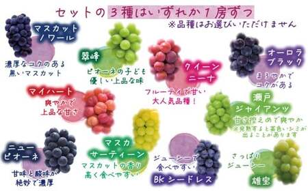 【2026年の先行予約】花笑み農園のぶどう『食べ比べ４種セット』 シャイン入り2kg 家庭用 岡山 詰め合わせ 真庭市 【hana087-01】