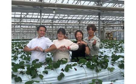 【厳選】新鮮いちご 紅ほっぺ 24粒×2シート フルーツ 旬 いちご