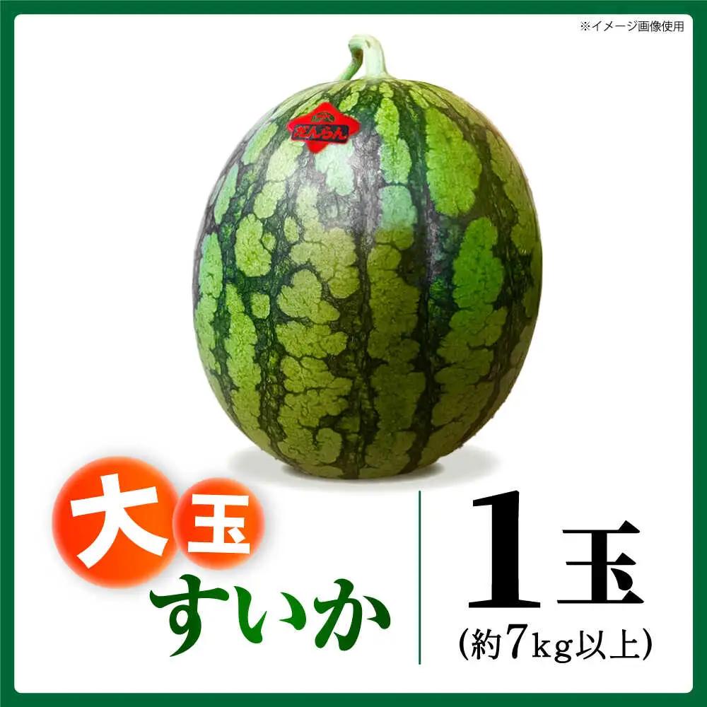 先行予約 大玉スイカ約7kg以上(1玉)ZEM004