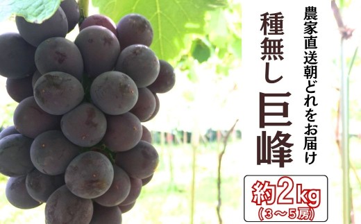 【農家直送（収穫日に発送）】種無し巨峰 約2ｋｇ（3～5房） | 巨峰 種なし ぶどう 食べ比べ 詰め合わせ 約2kg 3～5房 農家直送 収穫日発送 新鮮 フルーツ 果物 お取り寄せ 季節限定 愛知県 豊田市