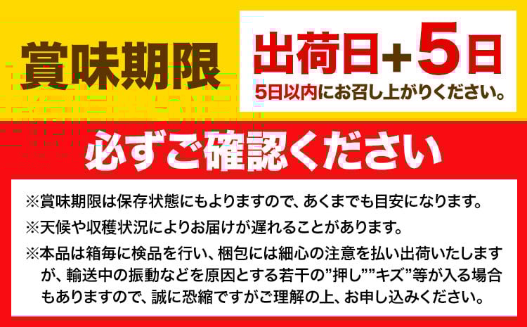 【2026年先行予約】2ヶ月 定期便 シャインマスカット 晴王 約750g《9月上旬-10月末頃出荷(土日祝除く)》【配送不可地域あり】（北海道・沖縄・離島）---124_c1955_25_37000