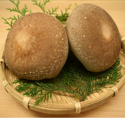 
            極峯椎茸(きょくほうしいたけ)～小さな里の大きなきのこ～【1538089】
          