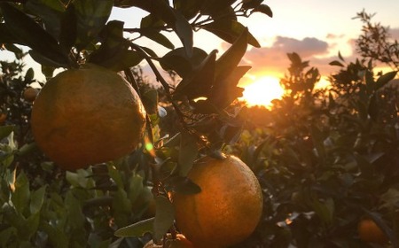 【秀品】作田農園直送！ポンカンＭサイズ3kg _ 減農薬 有機肥料 ポンカン ぽんかん くだもの 果物 フルーツ 柑橘 かんきつ みかん ミカン 人気