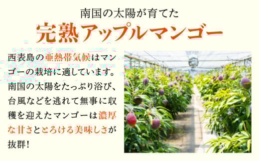 満足度NO.1！1玉1玉検品し、樹上完熟で糖度14度以上のみ発送します！ 西表島プレミアムマンゴー4kg 4kg