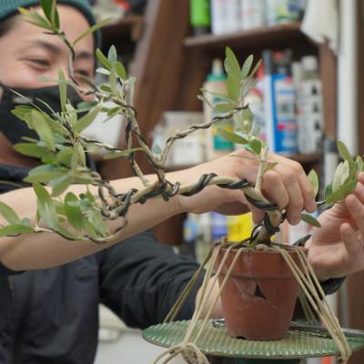 ふるさと納税 韮崎市 オリーブの盆栽教室 体験チケット 　完成した盆栽はお持ち帰り頂けます　【山梨県韮崎市秋山盆栽園】 |  | 02