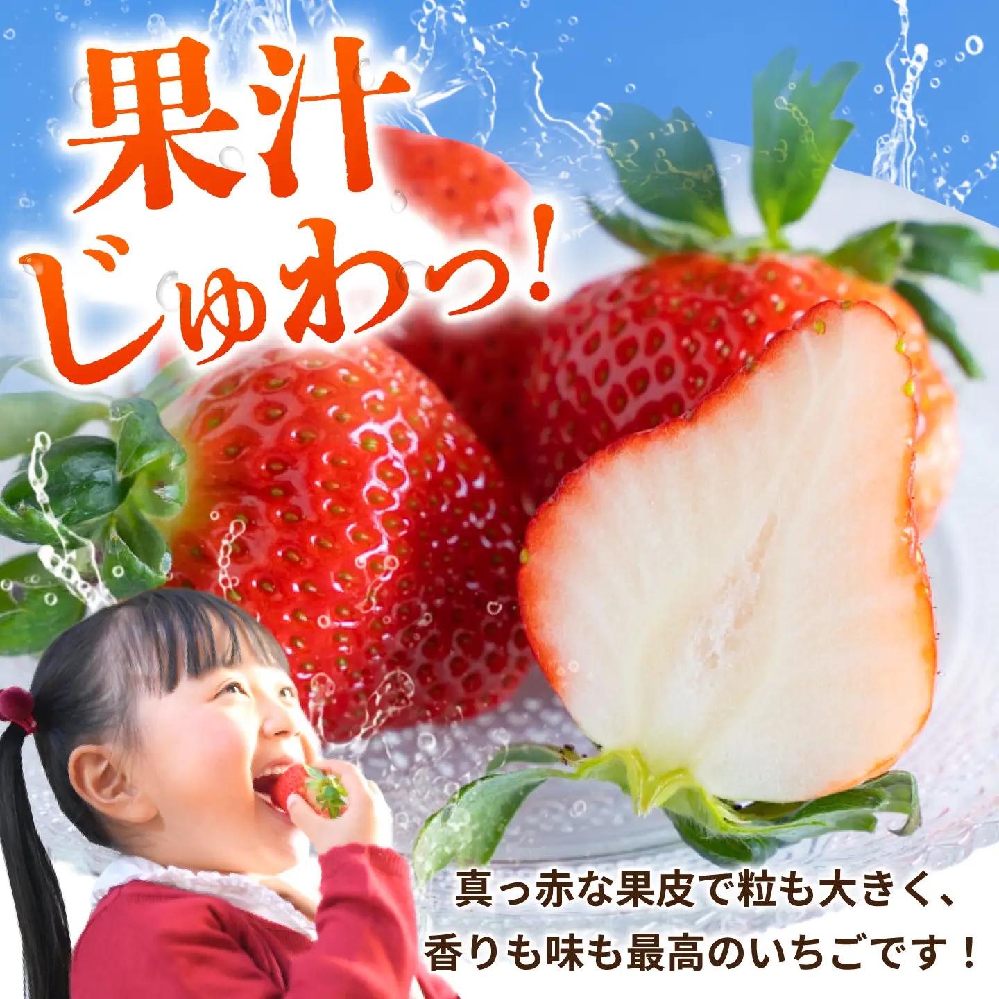 【先行予約】 いちご 恋みのり 約540g(約270g/6~11粒×2p)産地直送こば農園 熊本苺イチゴフルーツZFO001