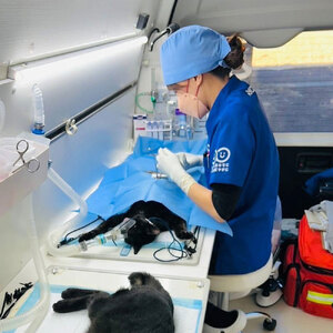 のらねこゼロプロジェクト 一口 100,000円（30,000円分）返礼品なし 【R01386】