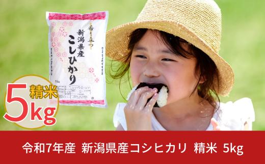 新潟県産 コシヒカリ 5kg こしひかり 令和7年産 米 [株式会社白熊]  【010S097】