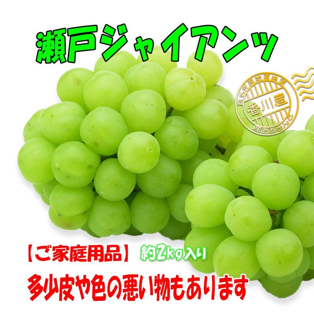 《2026年発送》香川産のもぎたて瀬戸ジャイアンツ2kg【ご家庭用】