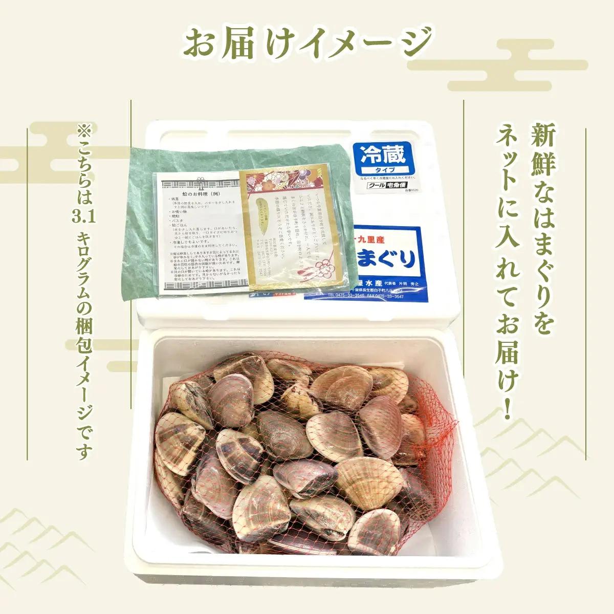 九十九里産 大粒 天然はまぐり3.1kg SHF002/ 絶品天然はまぐり 万能食材天然はまぐり 九十九里産天然はまぐり 蛤 ハマグリ海鮮 貝 貝類 