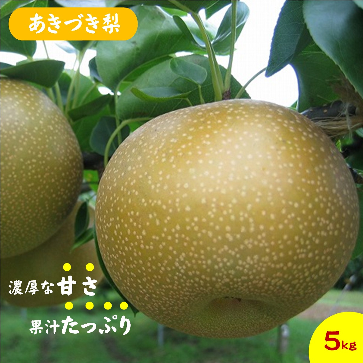 
            鳥取県産梨「あきづき梨」5kg
          