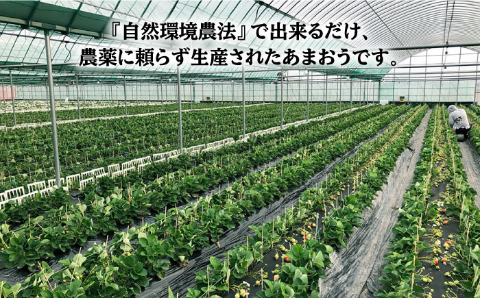 【2025年2月より発送】『自然環境農法』で育てた福岡県産 あまおう 約285g×4パック＜おおきべりー株式会社＞那珂川市 [GZE002]