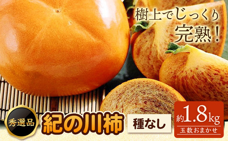 希少 紀の川柿 約1.8kg（種無し）秀選品 厳選館 【先行予約】《2026年10月中旬-11月中旬頃出荷》 和歌山県 日高川町 柿 カキ かき 紀の川柿 平核無柿 ひらたねなしかき 樹上完熟 ジューシー フルーツ 旬 種なし 玉数おまかせ