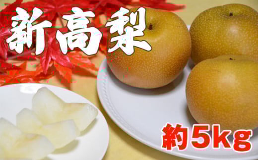 【2025年先行予約】新潟県産和梨 新高 約5kg《10月中旬～配送予定》にいたか 果物 フルーツギフト 秋の味覚 産地直送 加茂市 西村農園