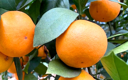 みかん 【年内配送】【訳あり】 原口みかん 約 5kg  [CCX009] 長崎県 西海市 みかん ミカン 蜜柑  みかん 温州みかん 訳あり 傷 不揃い 