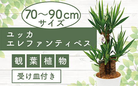 2025年3月上旬～発送【観葉植物】ユッカ・エレファンティペス70cm～90cm(鎌ヶ迫園芸場/014-1490) 南国鹿児島県で育った 観葉植物！植物 鉢付 インテリア 室内 オフィス おしゃれ プレゼント ギフト 開店祝い 移転祝い マイナスイオン【配送不可地域：北海道・沖縄県・離島】