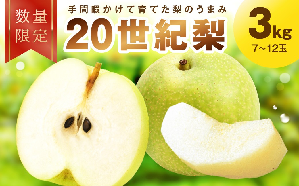 
                  【先行予約／数量限定100】廿世紀梨 3kg（2026年9月上旬～発送）　フルーツ くだもの 国産 梨 二十世紀 20世紀 廿世紀 ふるさと 納税 梨 ふるさと納税 フルーツ ふるさと 納税 20世紀梨　FK00033
                