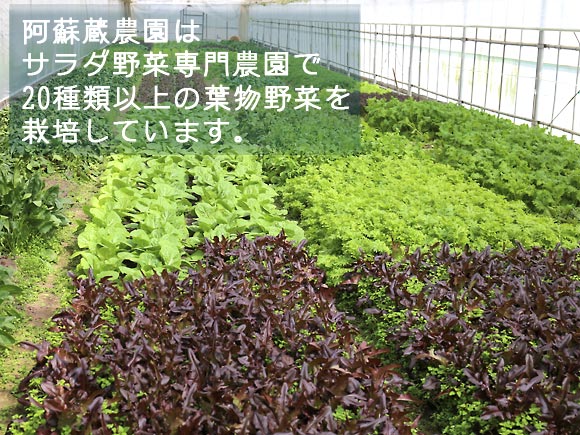 【定期便 全12回】 サラダ野菜セット〜3〜5品種を毎月お届け〜 野菜 セット 詰め合わせ 定期便 毎月 新鮮 減農薬 安心 安全 旬 産地直送 採れたて サラダ 人気 熊本 阿蘇 自然