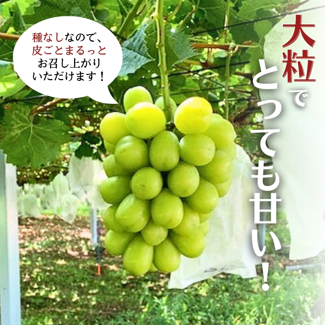 《 先行予約 》 シャインマスカット 1房 ( 700g 以上)( 共通返礼品：下妻市 ) フルーツ 果物 マスカット ぶどう 葡萄 ブドウ 旬 国産 産地直送 化粧箱 ギフト 【石崎ぶどう園】202