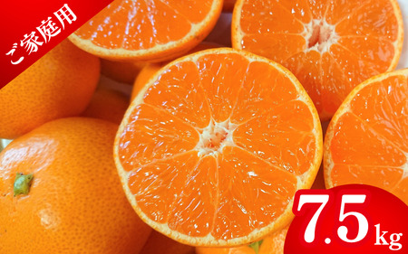 【先行予約】薄皮で濃い甘さ！完熟由良みかん【ご家庭用】7.5kg（混サイズ）和歌山県由良産※2025年11月下旬頃から順次発送予定(お届け日指定不可) / 柑橘 ミカン 蜜柑 甘い 由良町 フルーツ 果物 くだもの 食品 人気 おすすめ 産地直送 由良町【ktym003】