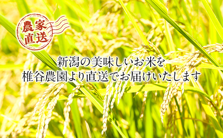 【令和７年産】新潟産 ミルキークイーン精米5kg お米 ご飯 食卓 主食 おにぎり お弁当 国産 日本産 ブランド米 