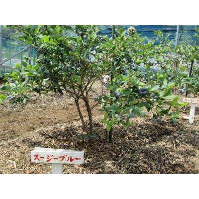 ふるさと納税 武蔵村山市 特撰東京狭山茶&自家製ブルーベリージャムセット |  | 02