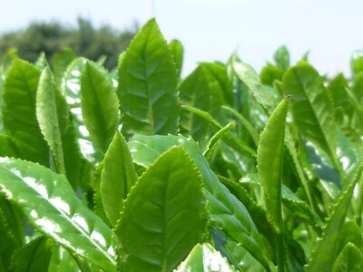 【2025年新茶】八女茶 極上煎茶と上煎茶  100g×２袋 068-020