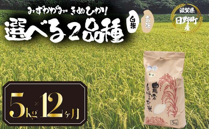 
                  【新米 先行予約】 令和8年産 選べる 品種 みずかがみ きぬひかり 白米 / 玄米  定期便 5kg × 12ヶ月 計60kg 2026年産 キヌヒカリ 国産 滋賀県 日野町 農家直送 お米 精米 おこめ こめ 米 ご飯 おにぎり お弁当 弁当 kome R8年 R8 8年産 ハクマイ げんまい しんまい おこめ こめ 米 オコメ 産地直送 日野町産米 産地直送 ふるさと納税
                