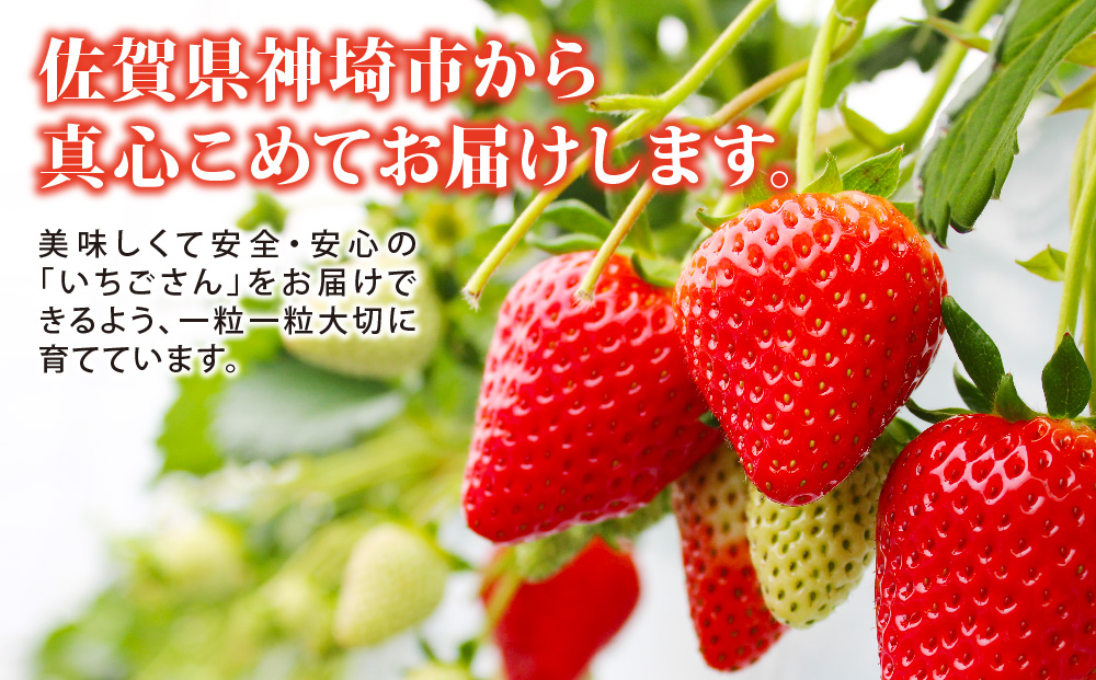 【先行受付 令和7年12月中旬より発送】【農家直送】いちごさん240g×2パック【佐賀県産 国産 人気 いちご おいしい スイーツ 果物 ブランド】(H124101)