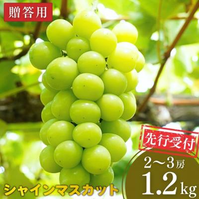 ふるさと納税 三条市 先行受付 シャインマスカット 1.2kg 果物 新潟県 三条市産 [小林農園]【013P027】
