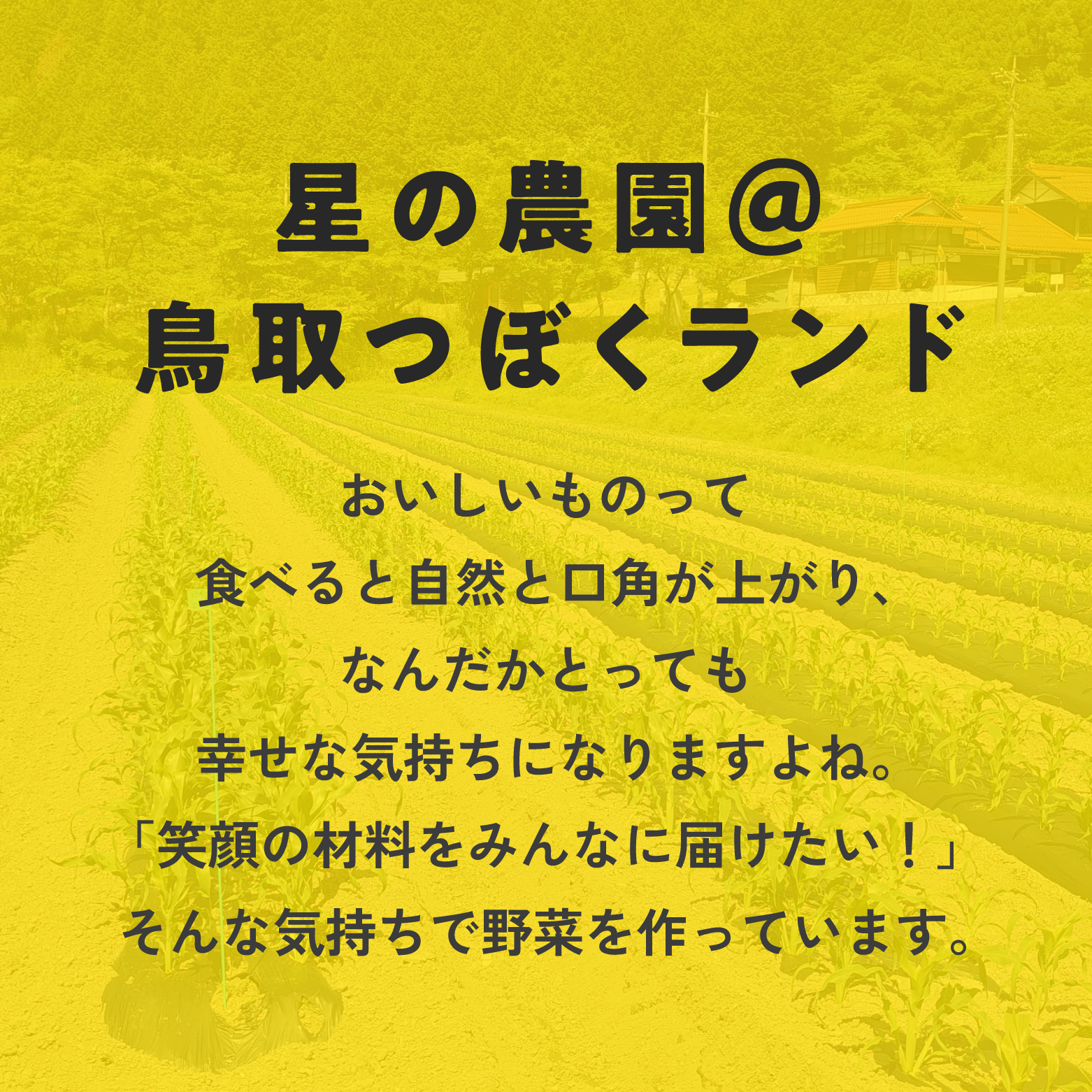甘味究極！ 糖モロ濃シ 中サイズ 5kg(11～15本)【とうもろこし】朝どれ直送 スイートコーン 産地直送 【配送不可地域：離島】 鳥取県日南町 星の農園