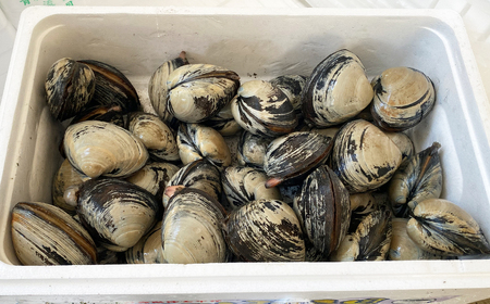 【青森県太平洋沖産】ホッキ貝　約10kg（32～37玉）　【02408-0169】
