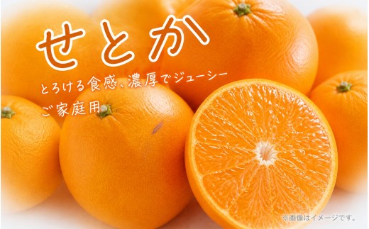 
                  【ご家庭用訳あり】ジューシー柑橘 せとか 約3kg【先行予約】※2027年2月下旬頃〜3月中旬頃発送予定（お届け日指定不可） せとか みかん ミカン 柑橘 フルーツ 果物 くだもの【uot834A】
                
